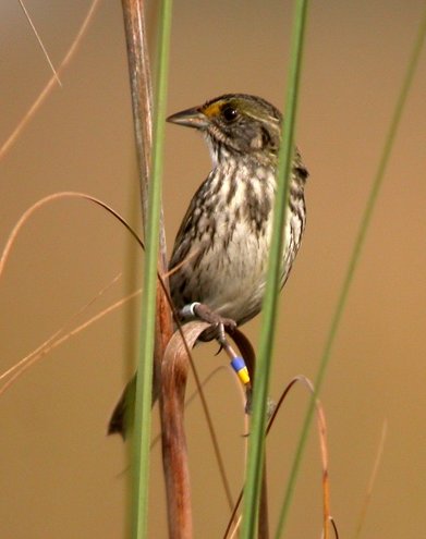 Photo of a sparrow