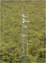 photograph of cypress swamp tower.