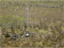 photograph of dwarf cypress tower.