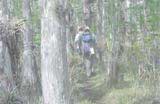 Photo of a person walking through trees on a trail