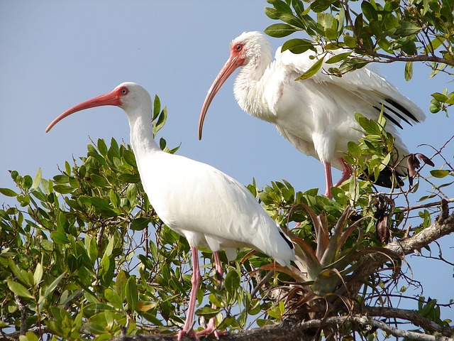 Photo of white ibis