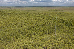 aerial photo of the Cypress Swamp flux station from a helicopter
