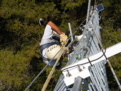 photo of Mike Gonzalez installing  new instrumentation on the Pine Upland flux station