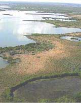 Photo of a mangrove fringe
